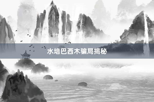 水培巴西木骗局揭秘